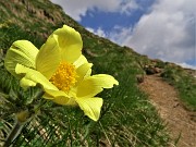 02 Pulsatilla alpina sulphurea (Anemone sulfureo)